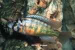 Paralabidochromis sp Rock Kribensis mâle